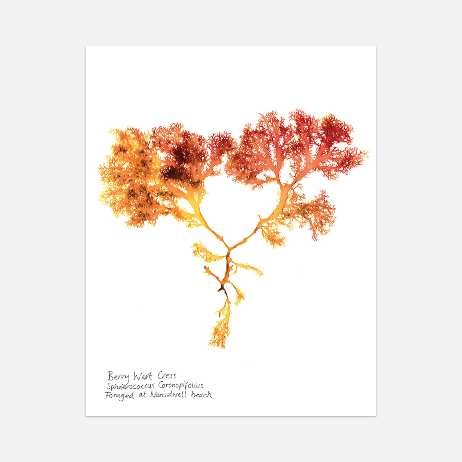 print showing a pressing of berry wart cress a red and yellow seaweed
