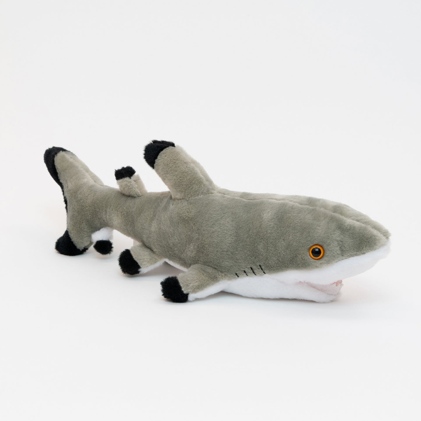 black tip shark with grey back and white belly on a white background
