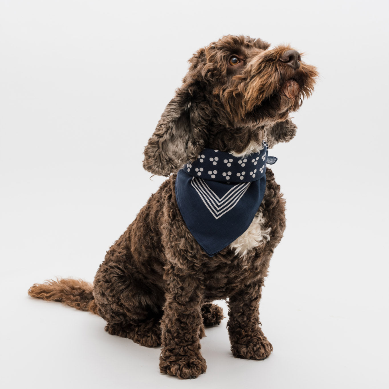 A brown dog wearing the blue spot scarf.
