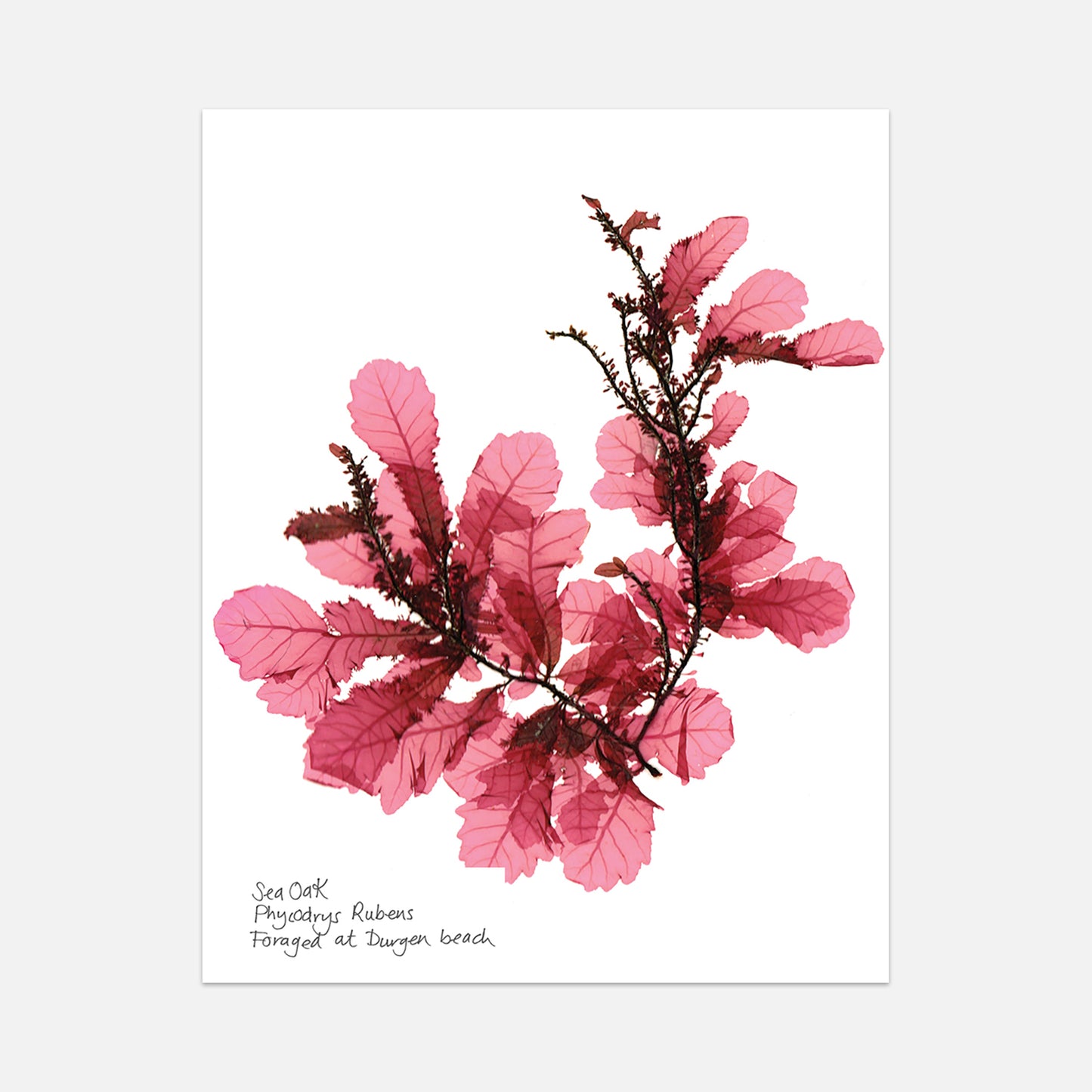 print of sea oak seaweed with thin leaves in pink