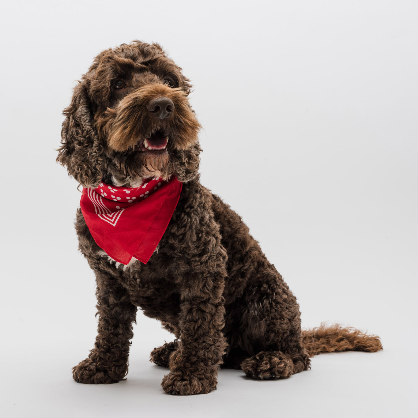 A brown dog wearing the red spot scarf.