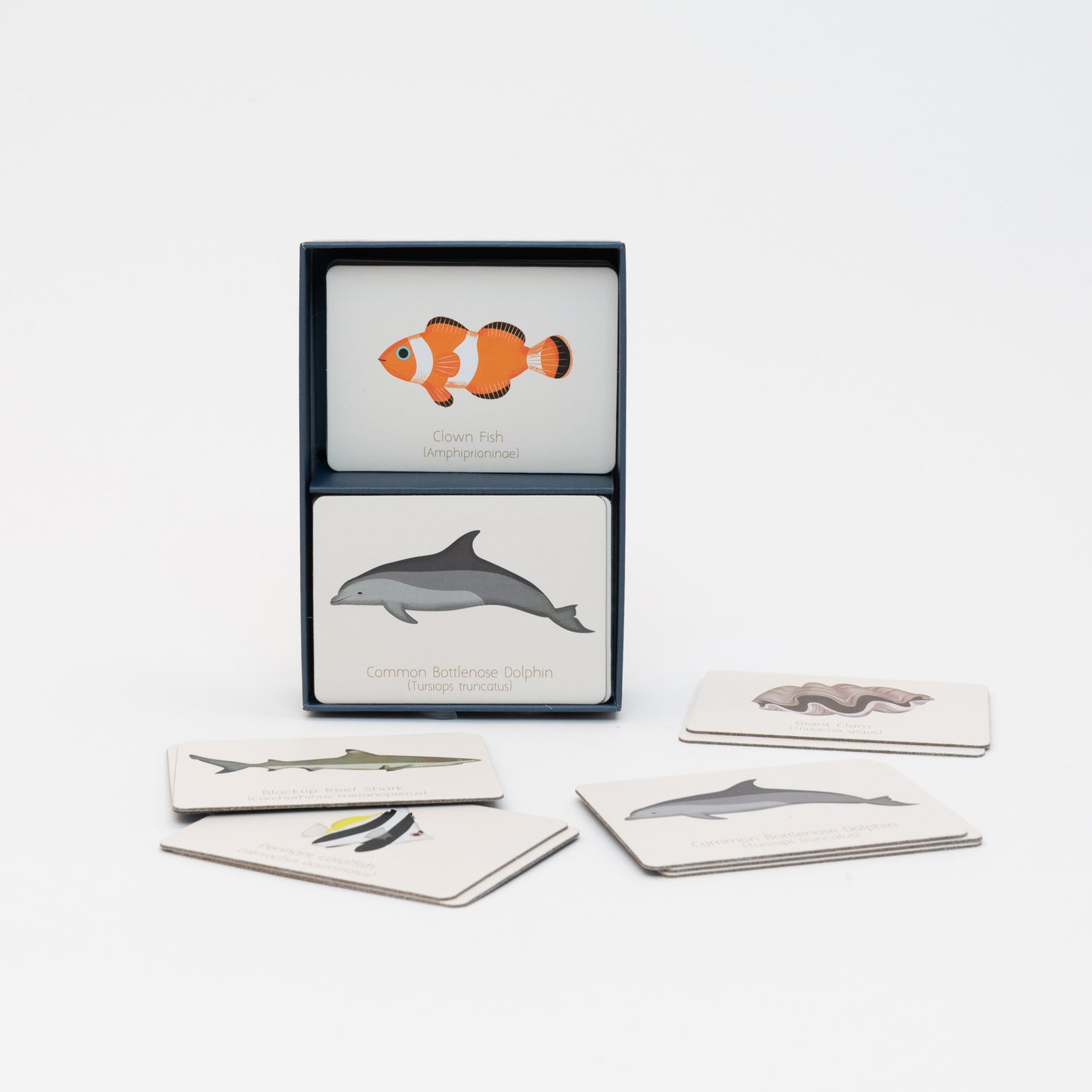 The Ocean Memory Game unboxed, revealing cards with marine animal illustrations on.