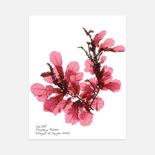 print of sea oak seaweed with thin leaves in pink 