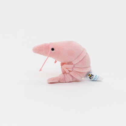 Jellycat Sensational Seafood Shrimp. Tiny Pink Plushie shrimp friend. With tiny legs and antenna and a friendly face. Including Jellycat Label.
