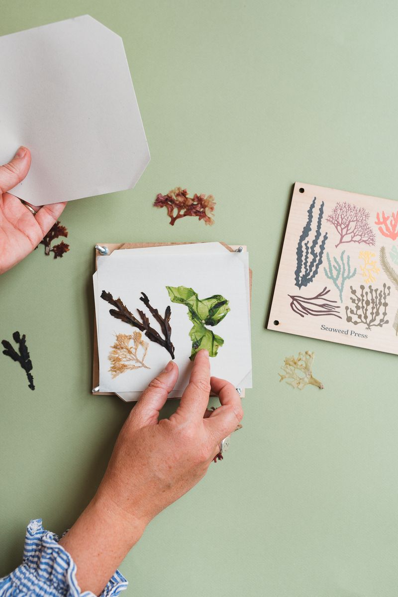 Person arranging pressed seaweed on a card with more seaweed samples on a green background